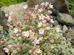 Sedum dasyphyllum var glanduliferum